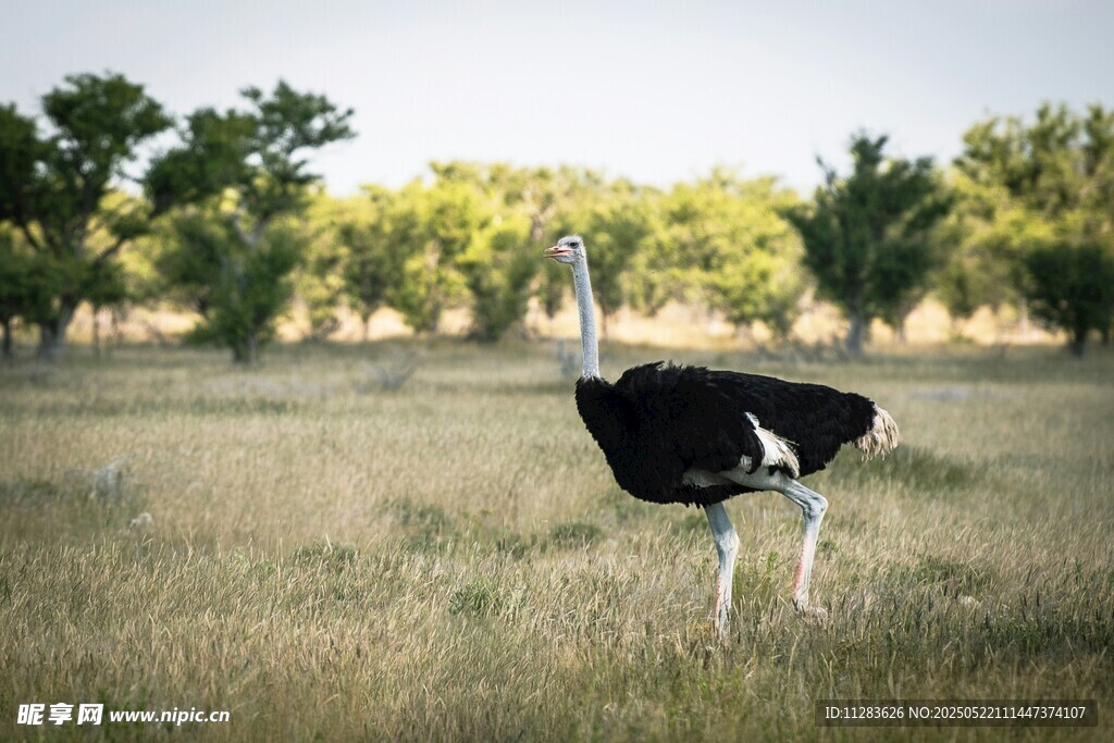 草原上的单只鸵鸟
