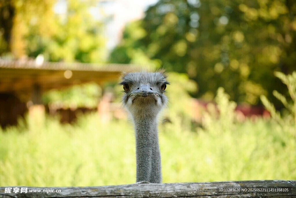 呆萌鸵鸟特写