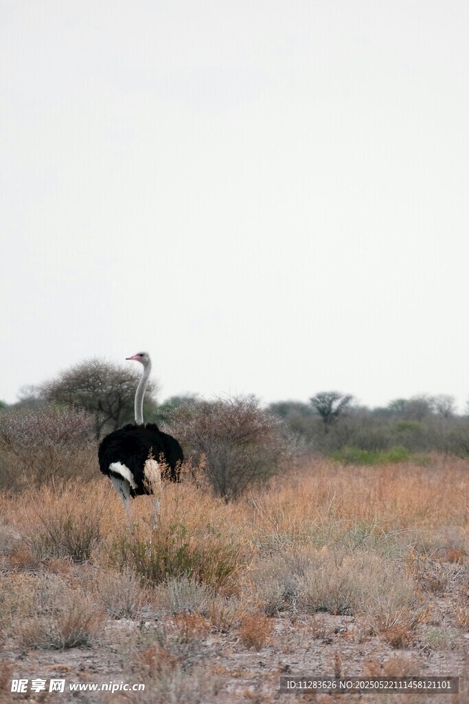 草原上的鸵鸟与动物