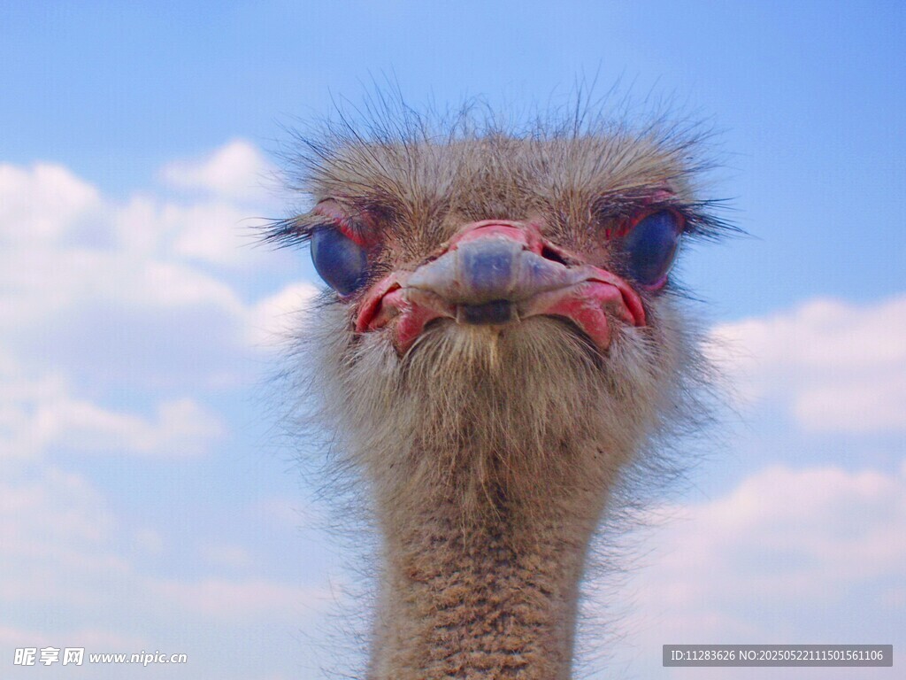呆萌鸵鸟特写