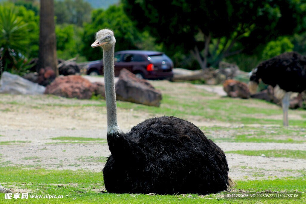 草地上休憩的鸵鸟