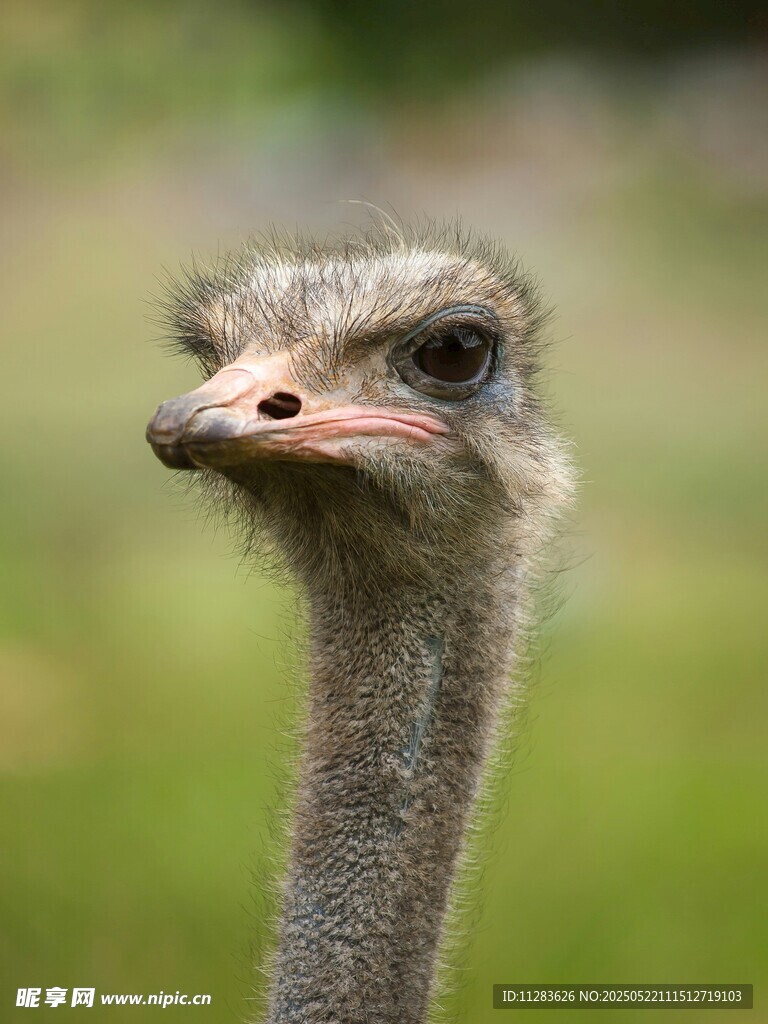 呆萌鸵鸟特写