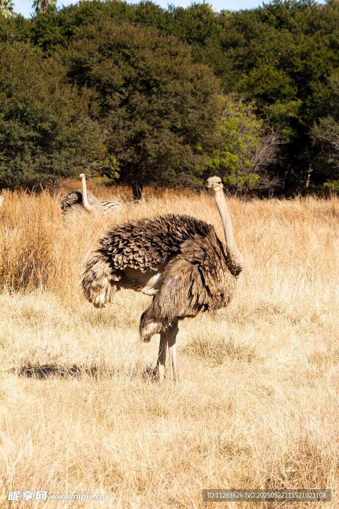 草原上奔跑的鸵鸟