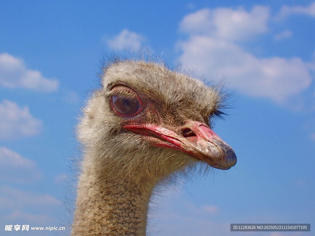 鸵鸟特写