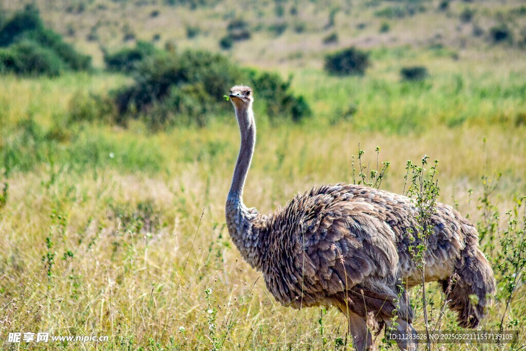 草原上的鸵鸟