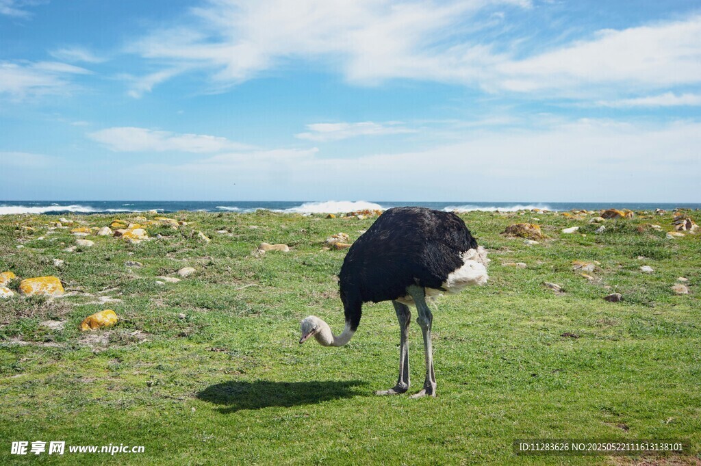 草原上低头觅食的鸵鸟