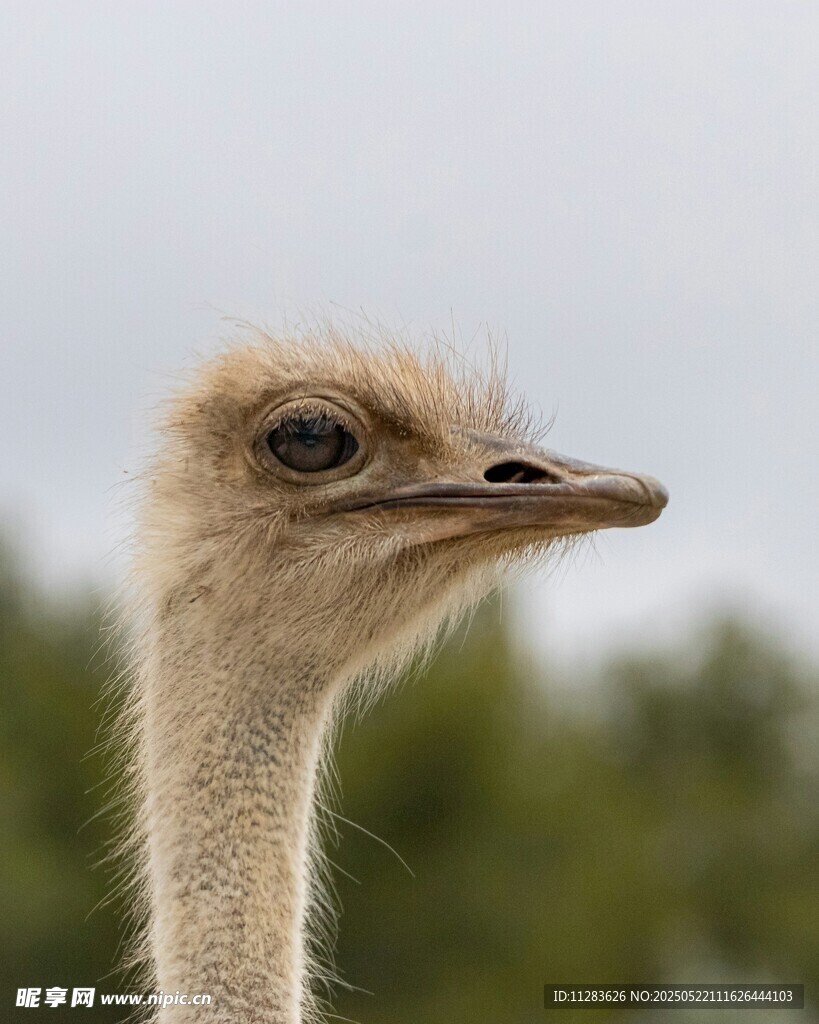 鸵鸟特写