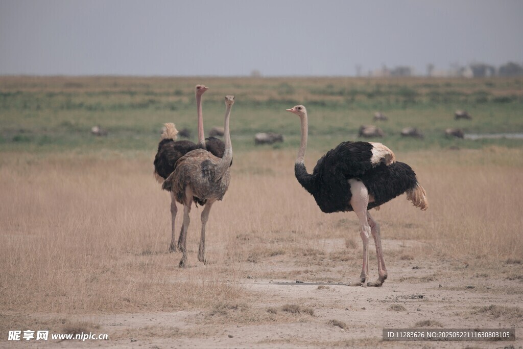 草原上的两只鸵鸟