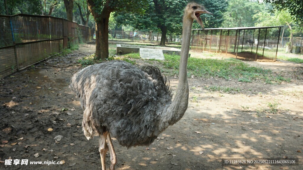 站立的鸵鸟