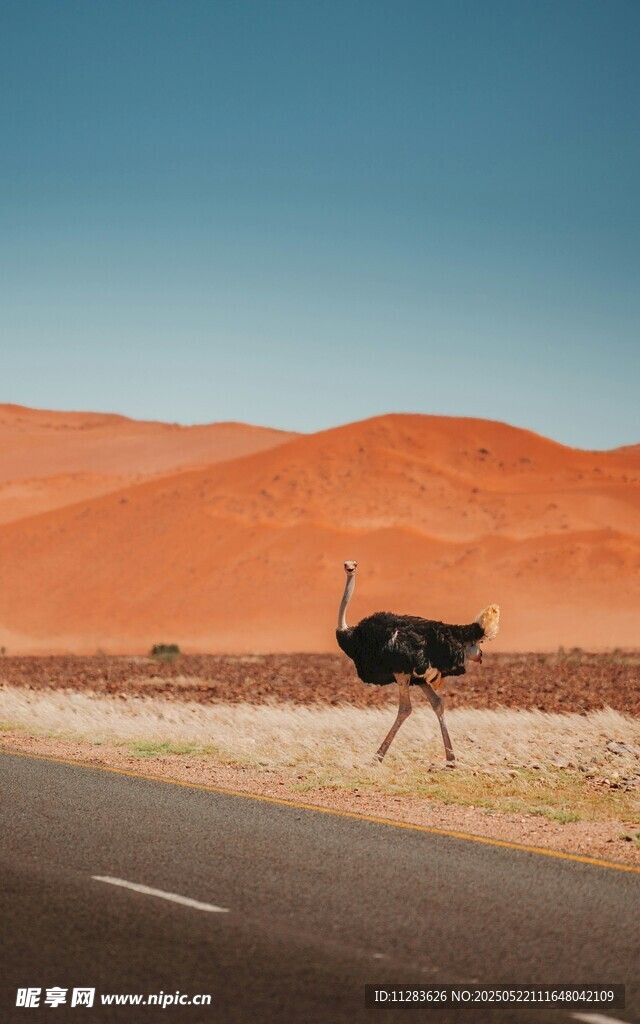 沙漠公路上行走的鸵鸟