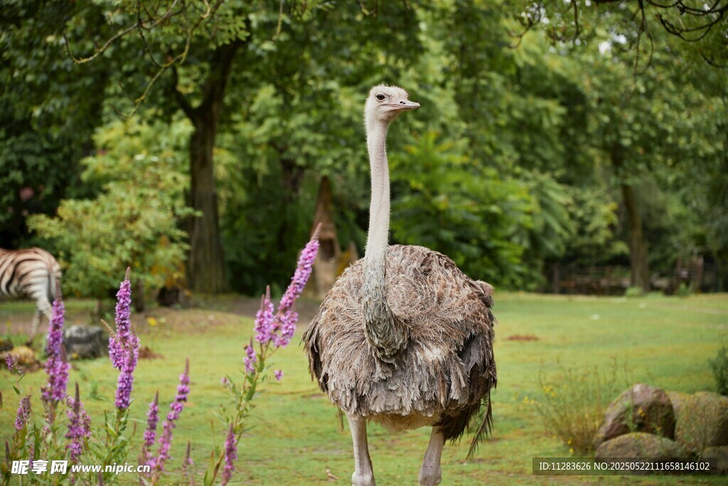 草地上的鸵鸟与紫色花卉
