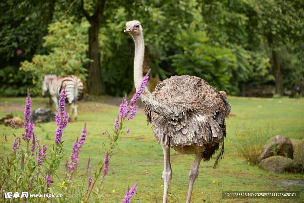 草地上的鸵鸟与紫色花卉