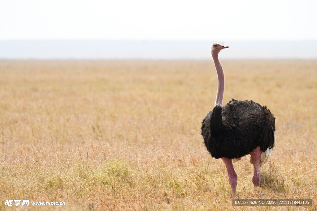 草原上独行的鸵鸟