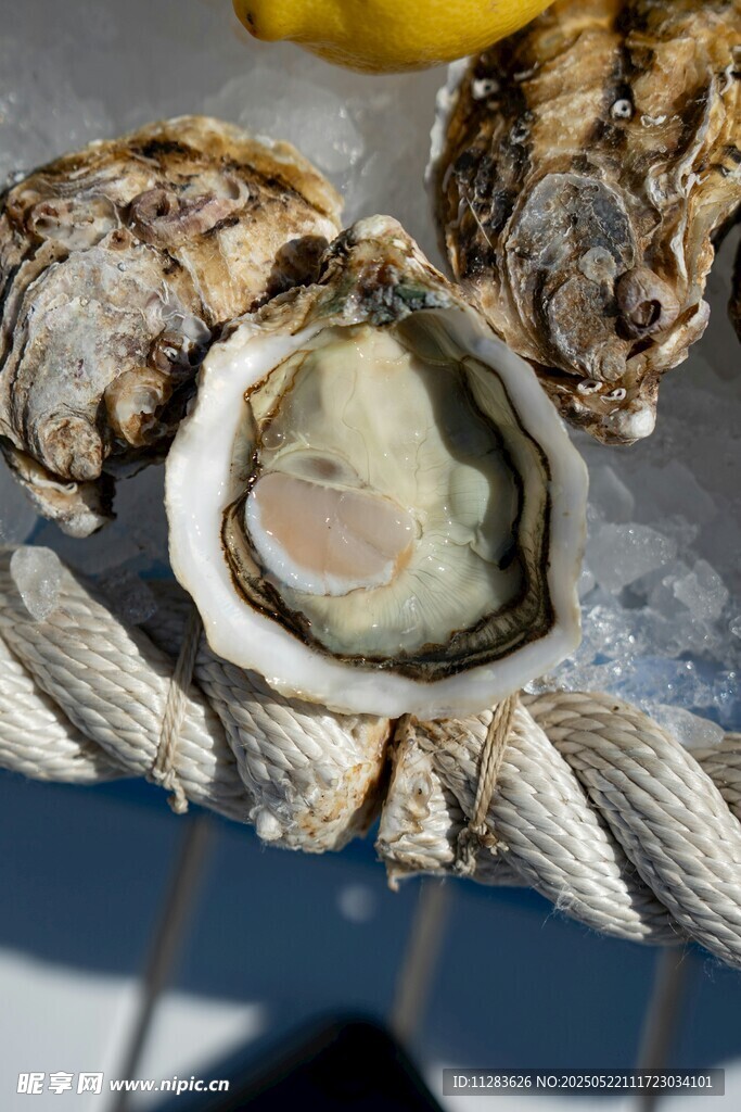 新鲜生蚝置于冰上