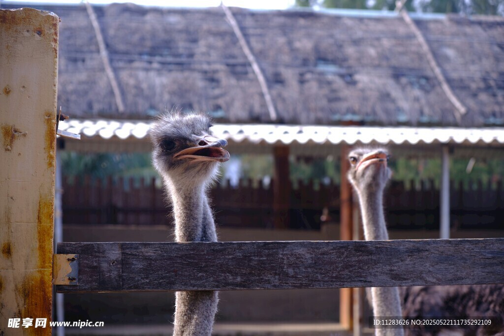 围栏内的两只鸵鸟