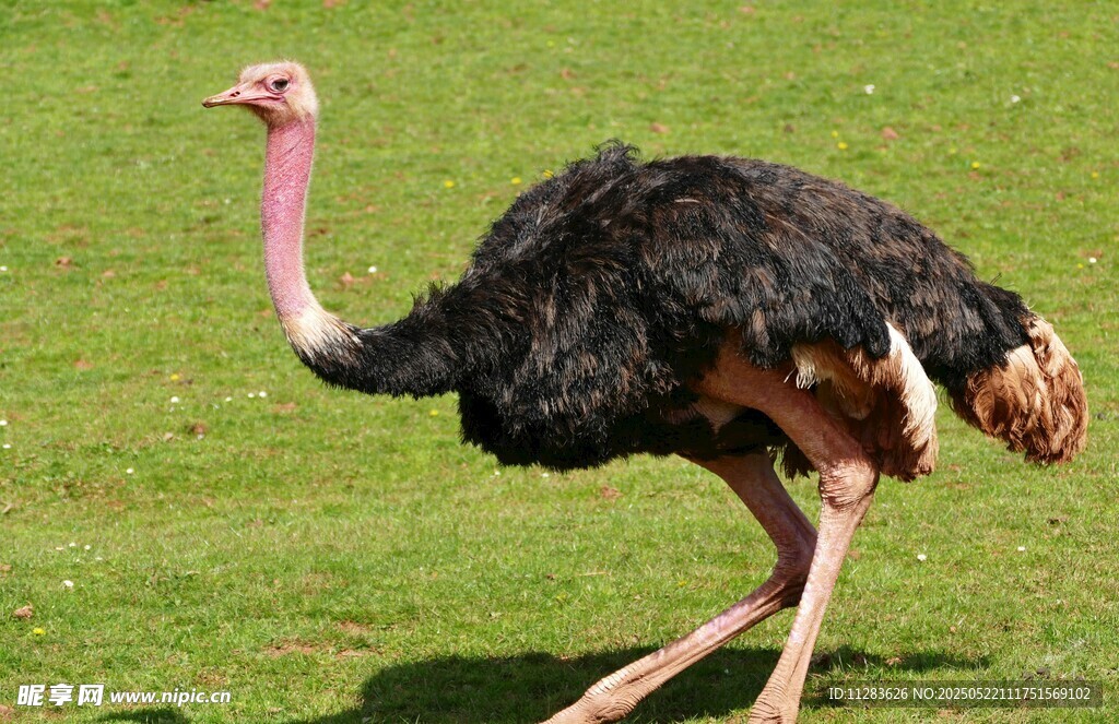 草地上行走的鸵鸟