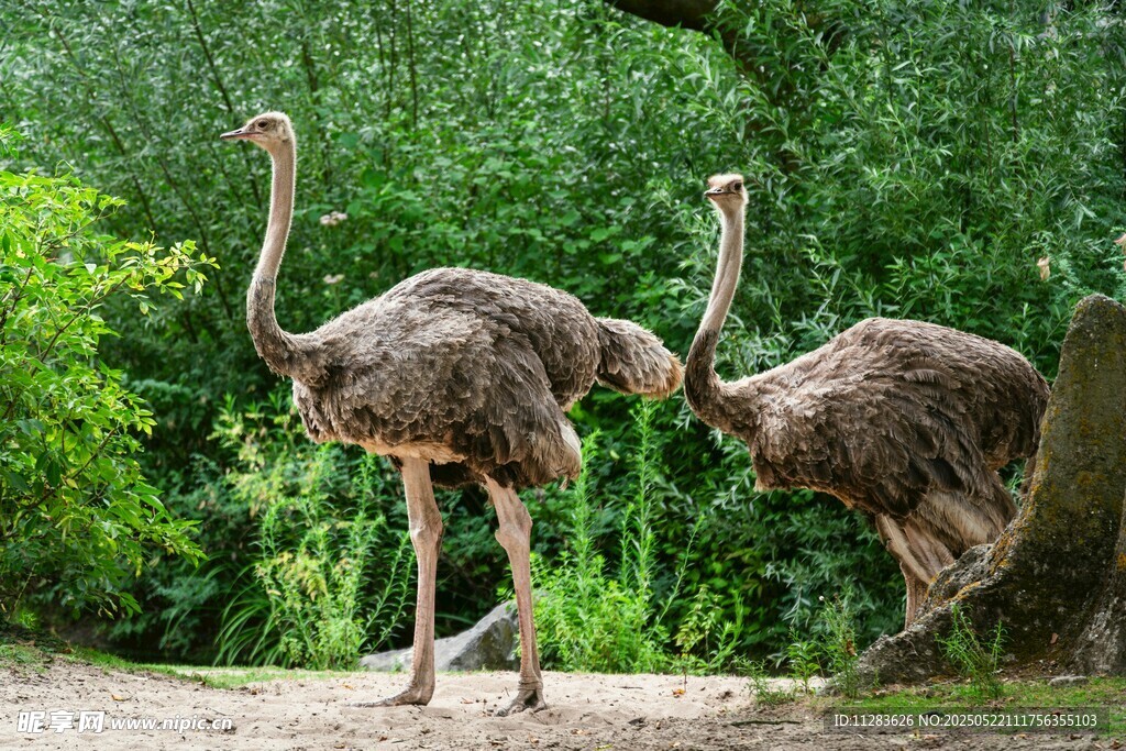 两只鸵鸟于绿意中漫步