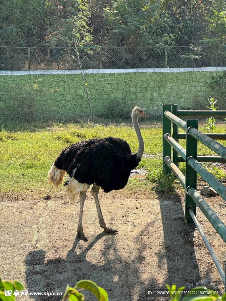 围栏边的鸵鸟