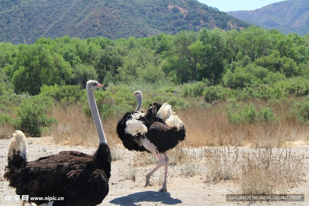 草原上漫步的两只鸵鸟