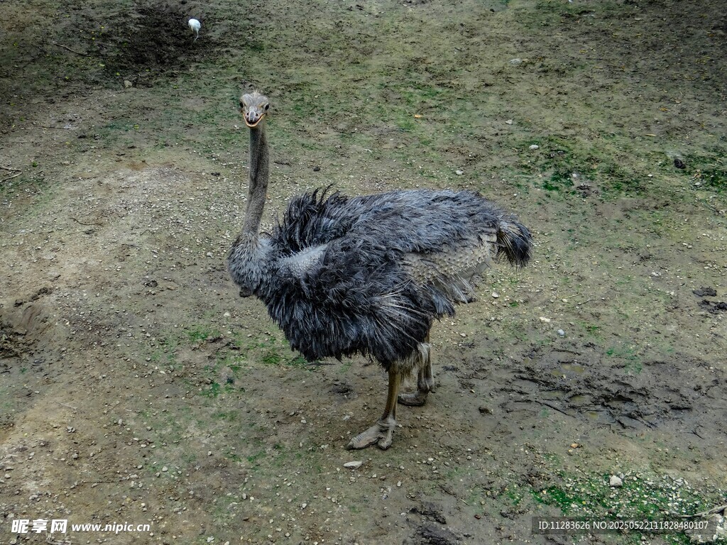 站立的灰羽鸵鸟