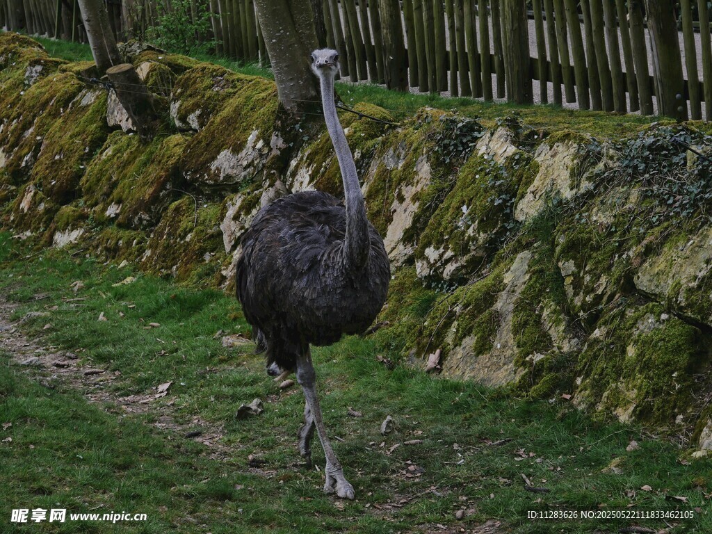 草地上行走的鸵鸟
