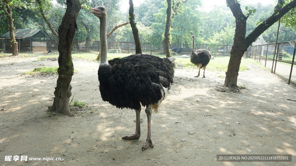 户外站立的鸵鸟