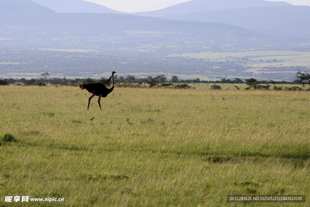 草原上独行的鸵鸟