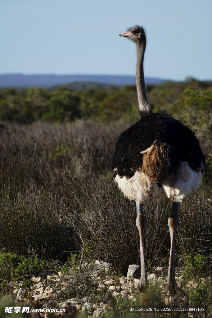 草原上的鸵鸟背影
