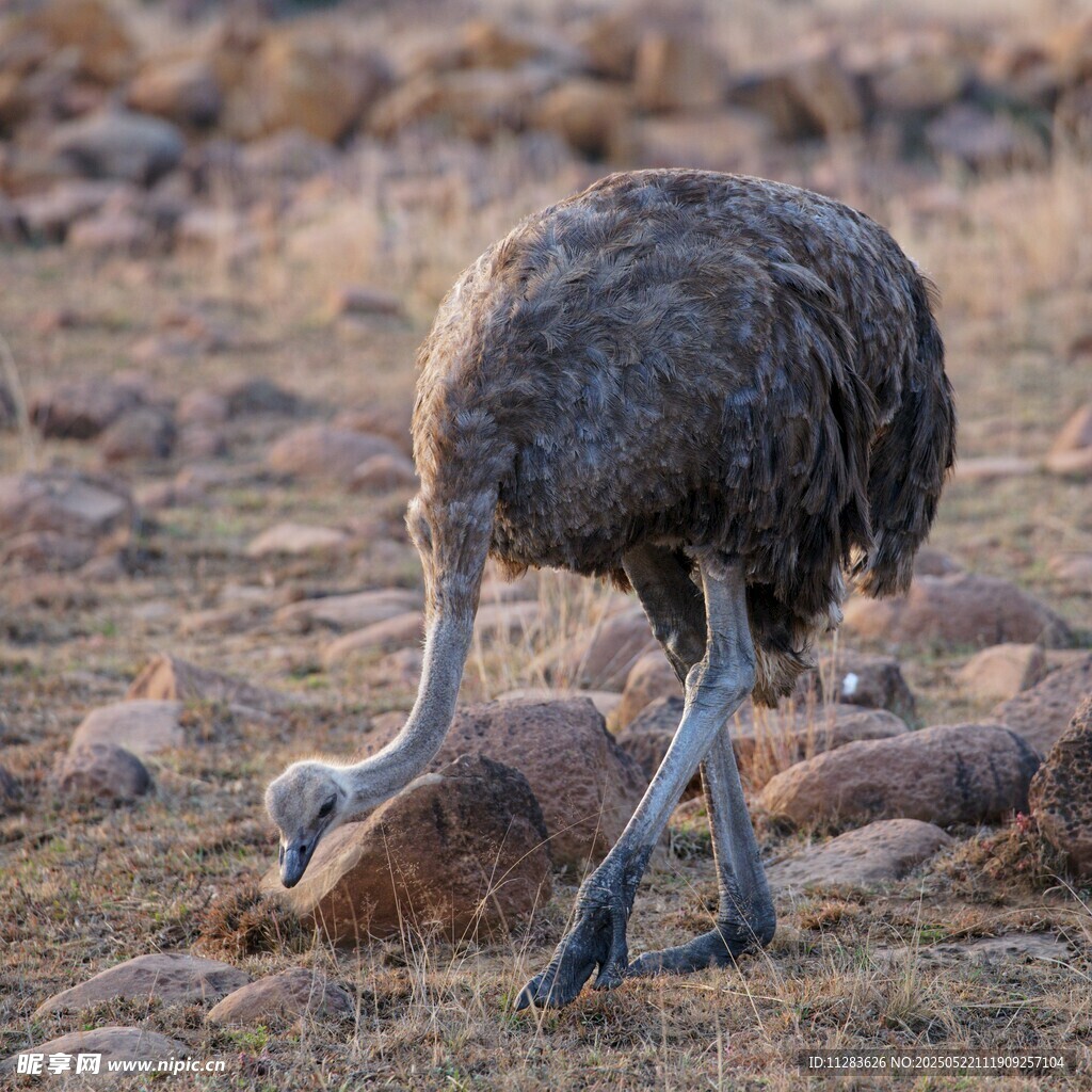 低头觅食的鸵鸟