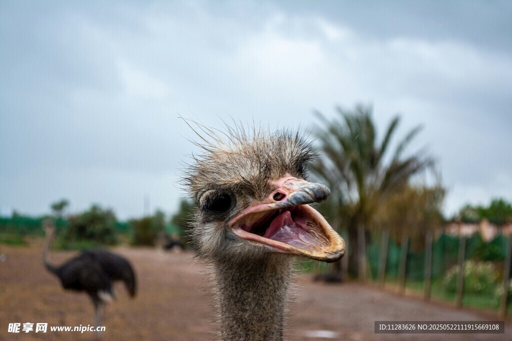 张嘴的鸵鸟