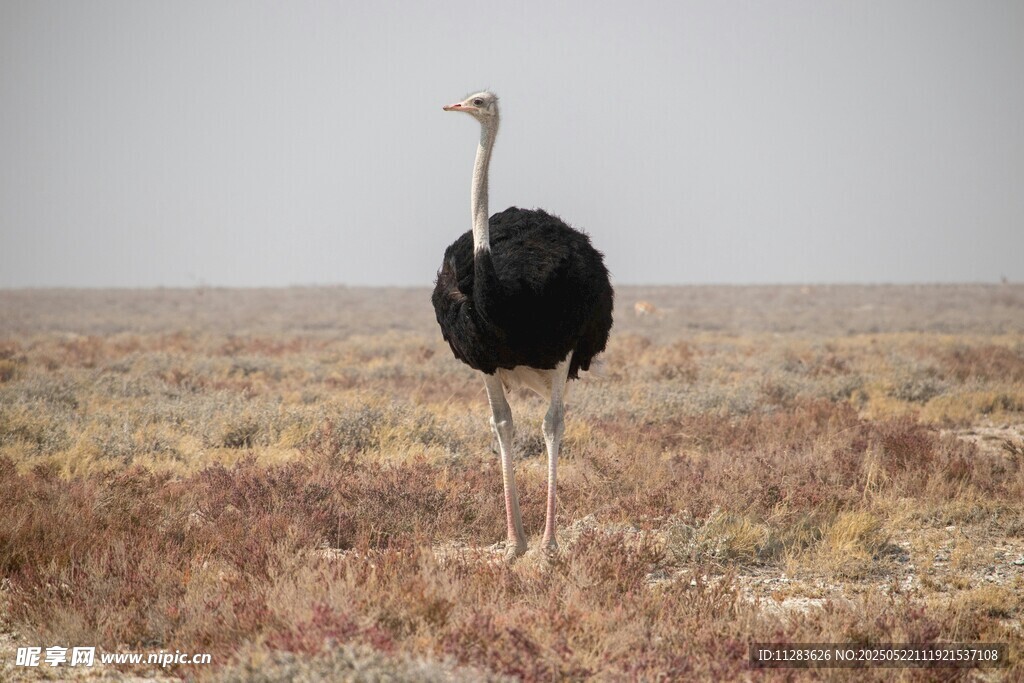 草原上独行的鸵鸟