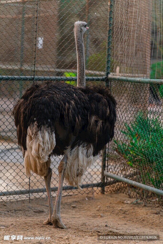 围栏中的鸵鸟