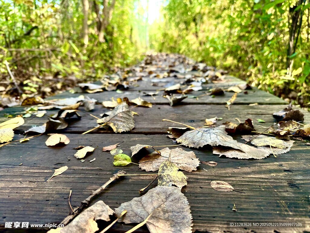 落叶铺就的林间木板小径