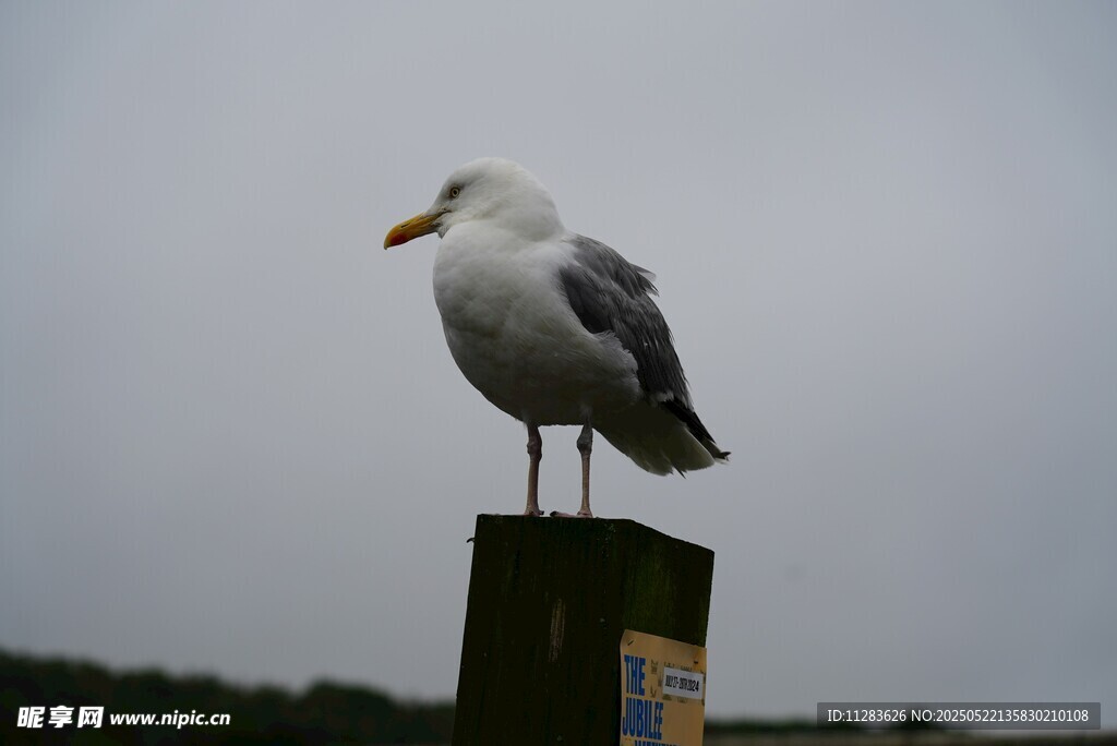 海鸥立于木桩上