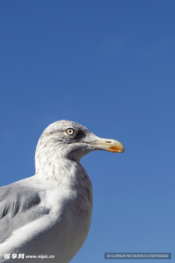 蓝天中的海鸥特写