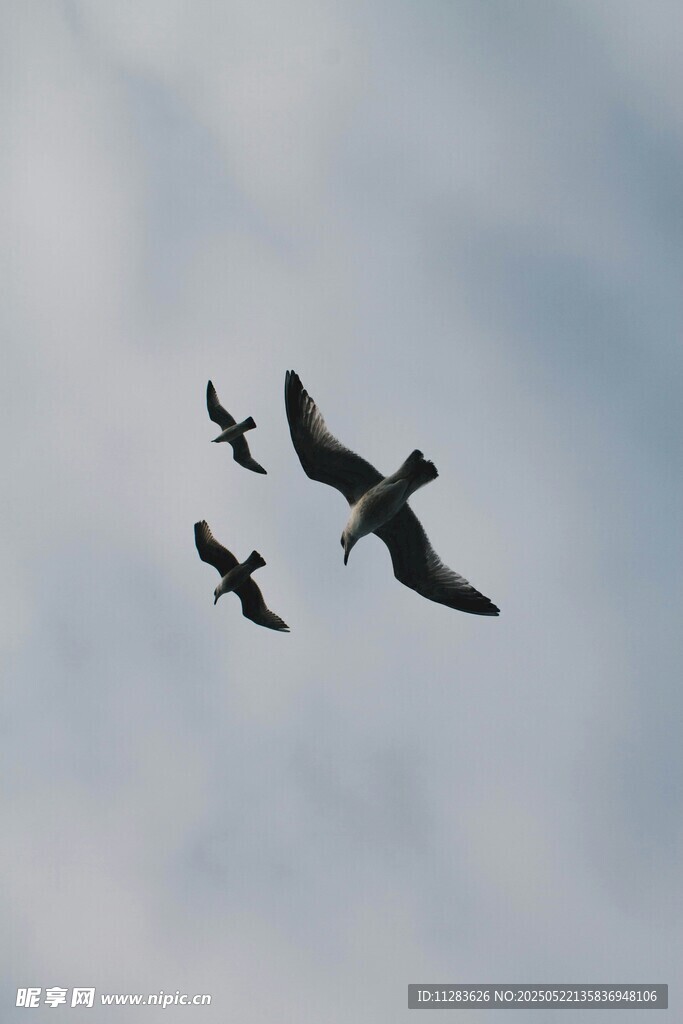 天空中飞翔的三只鸟儿