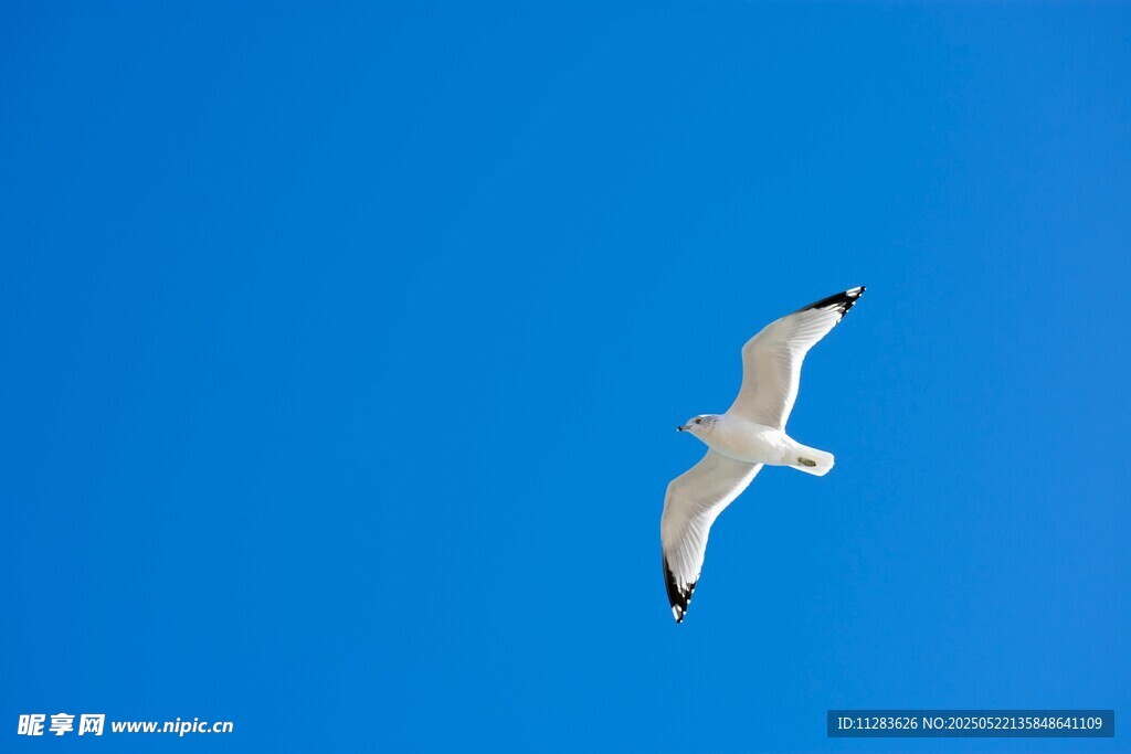 蓝天中翱翔的海鸥