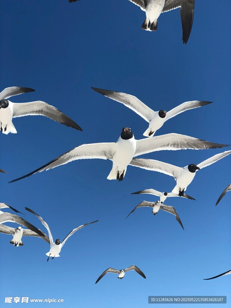 蓝天翱翔的海鸥群