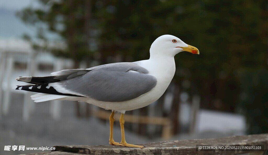 站在木栏上的灰白海鸥