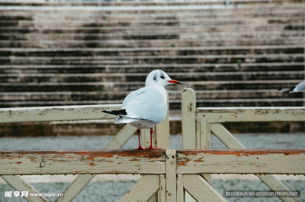木栏上的海鸥