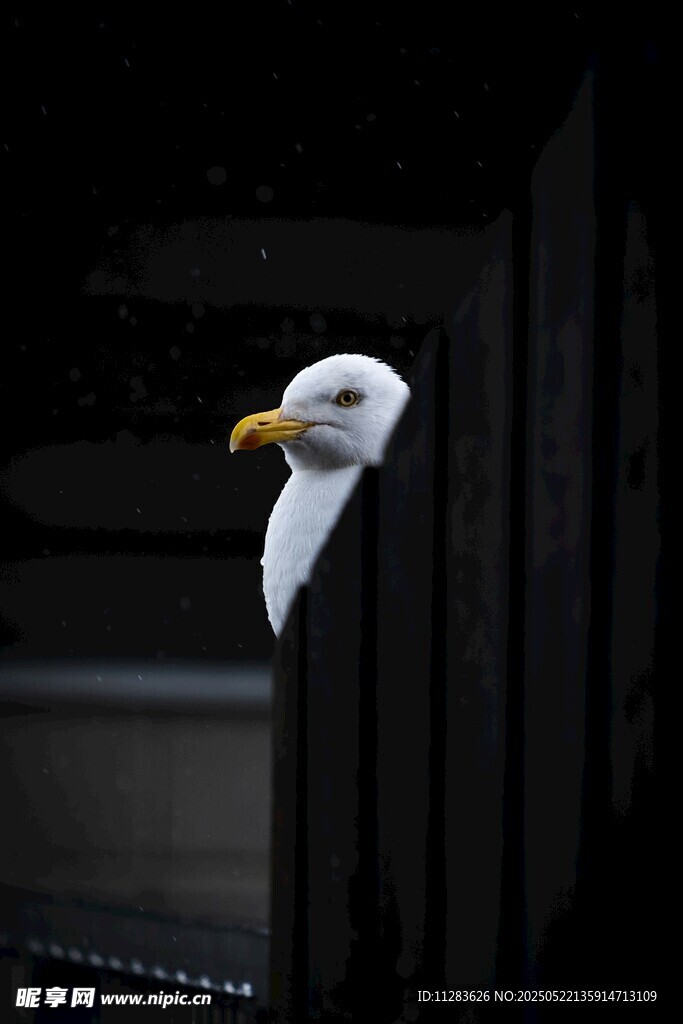 白头鹰探头张望