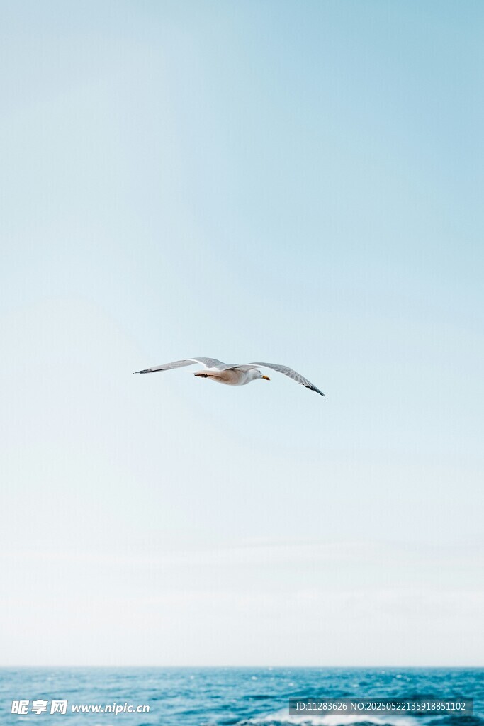 海面上翱翔的海鸥