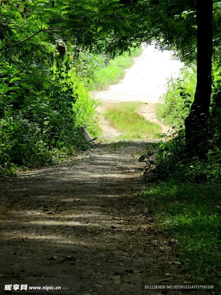 林间小道通向光明