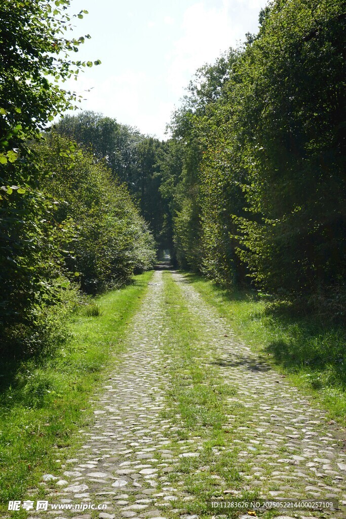 林间碎石小径绿意盎然
