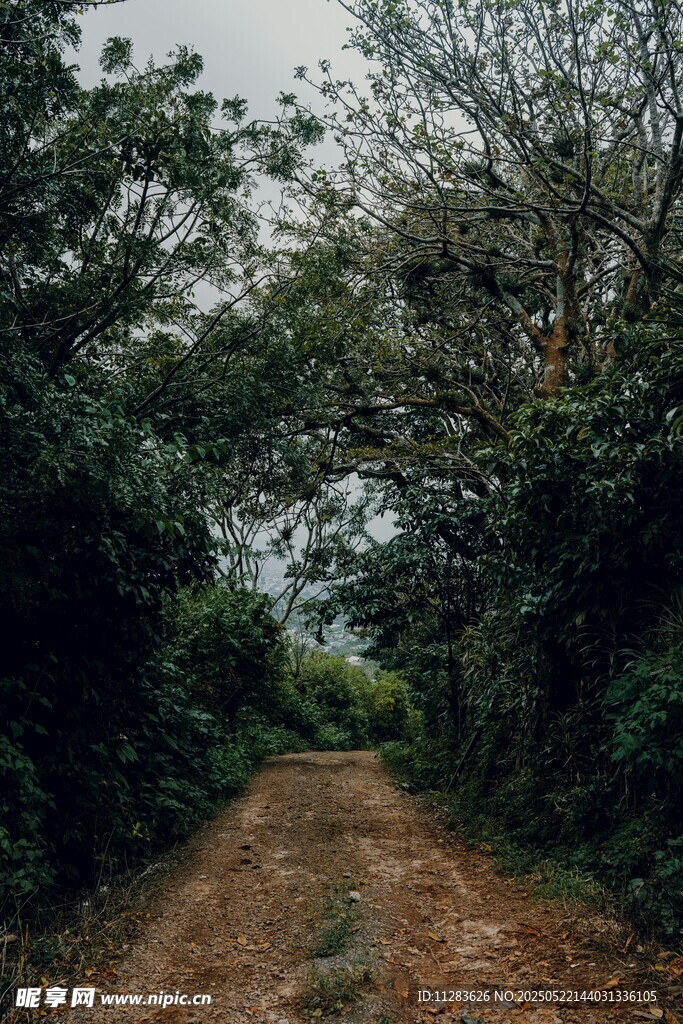 林间土路 静谧自然之景