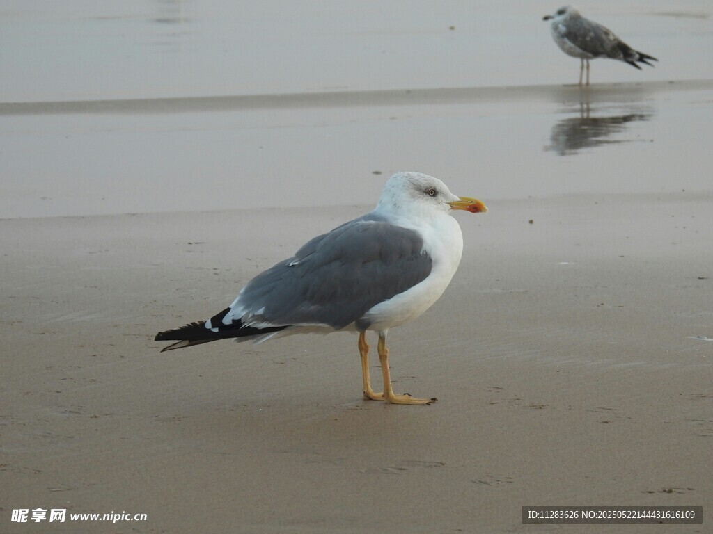 沙滩上的海鸥与小鸟