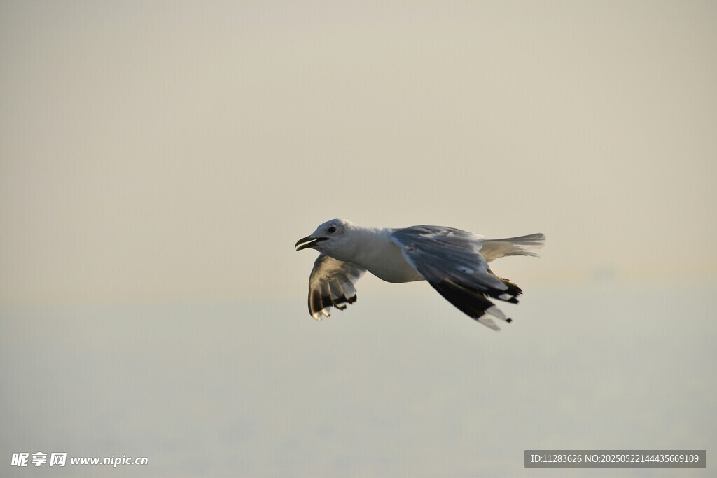 翱翔天际的飞鸟