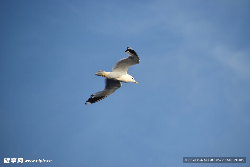 蓝天中翱翔的海鸥