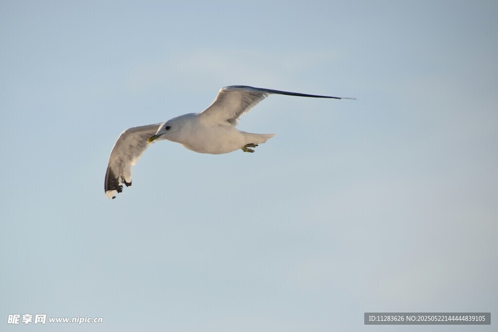 翱翔天际的海鸥