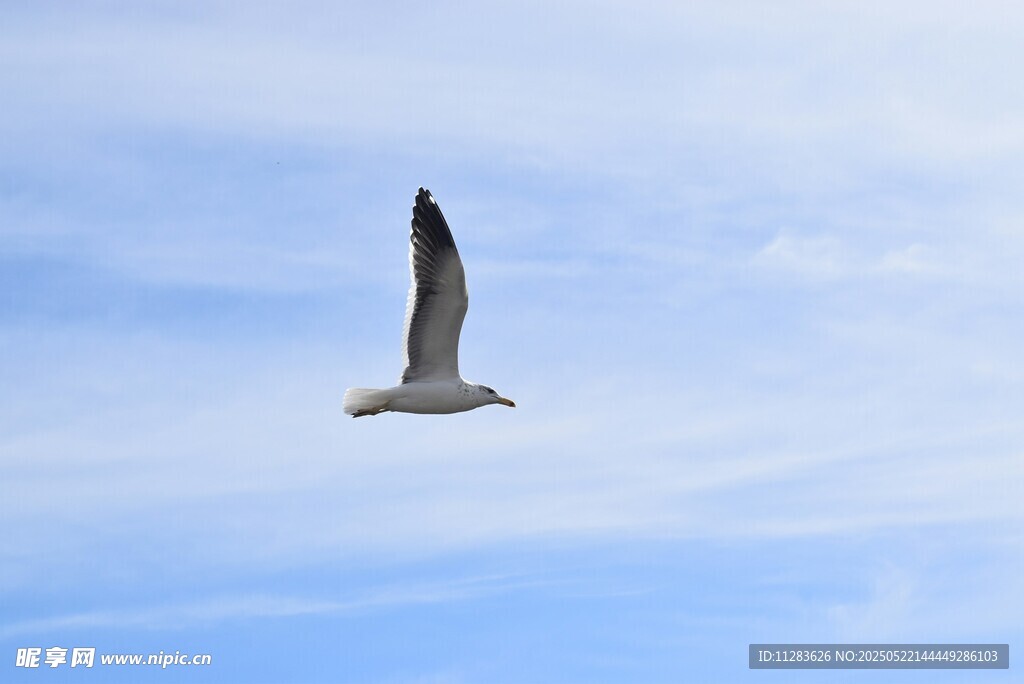 蓝天中翱翔的海鸥